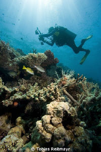 Ending the dive in the shallows, Umma Gamar, Hurghada. by Tobias Reitmayr 